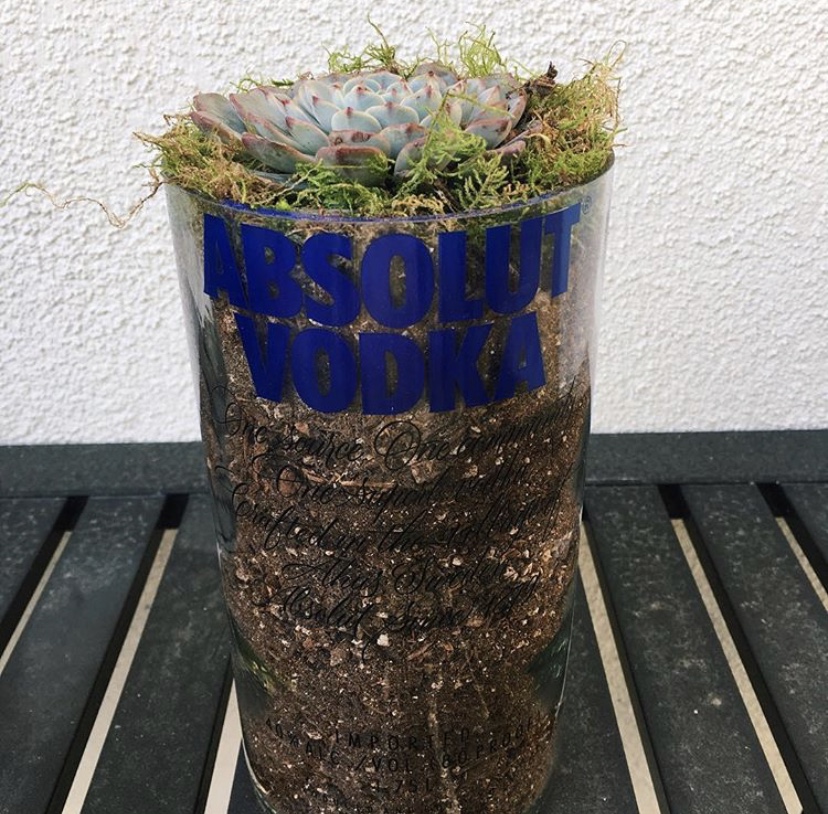 Absolute Vodka Succulent