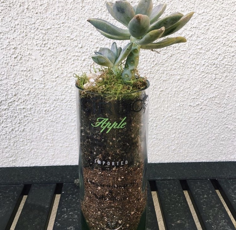 Ciroc Vodka Succulent