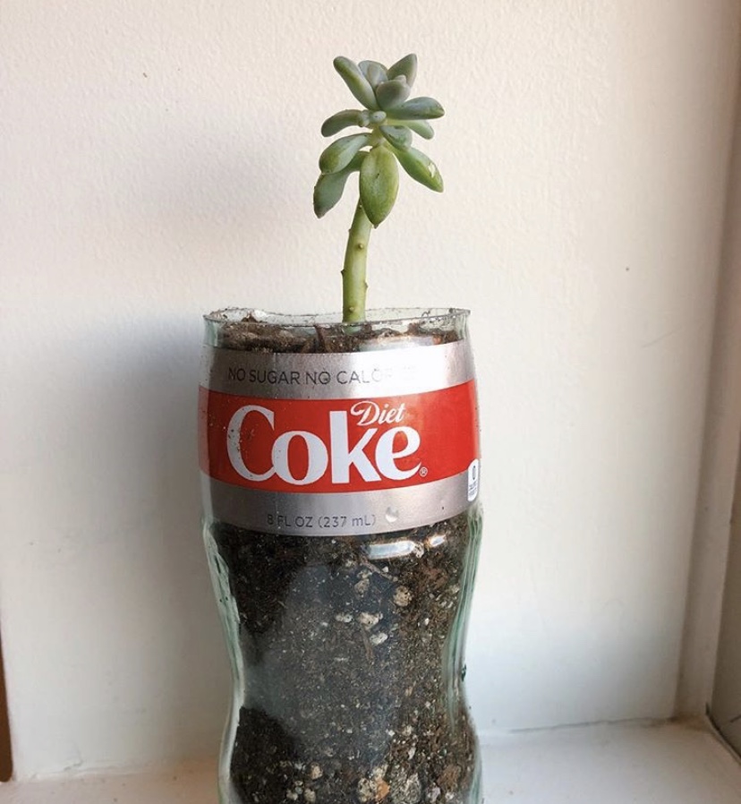 Coke Succulent