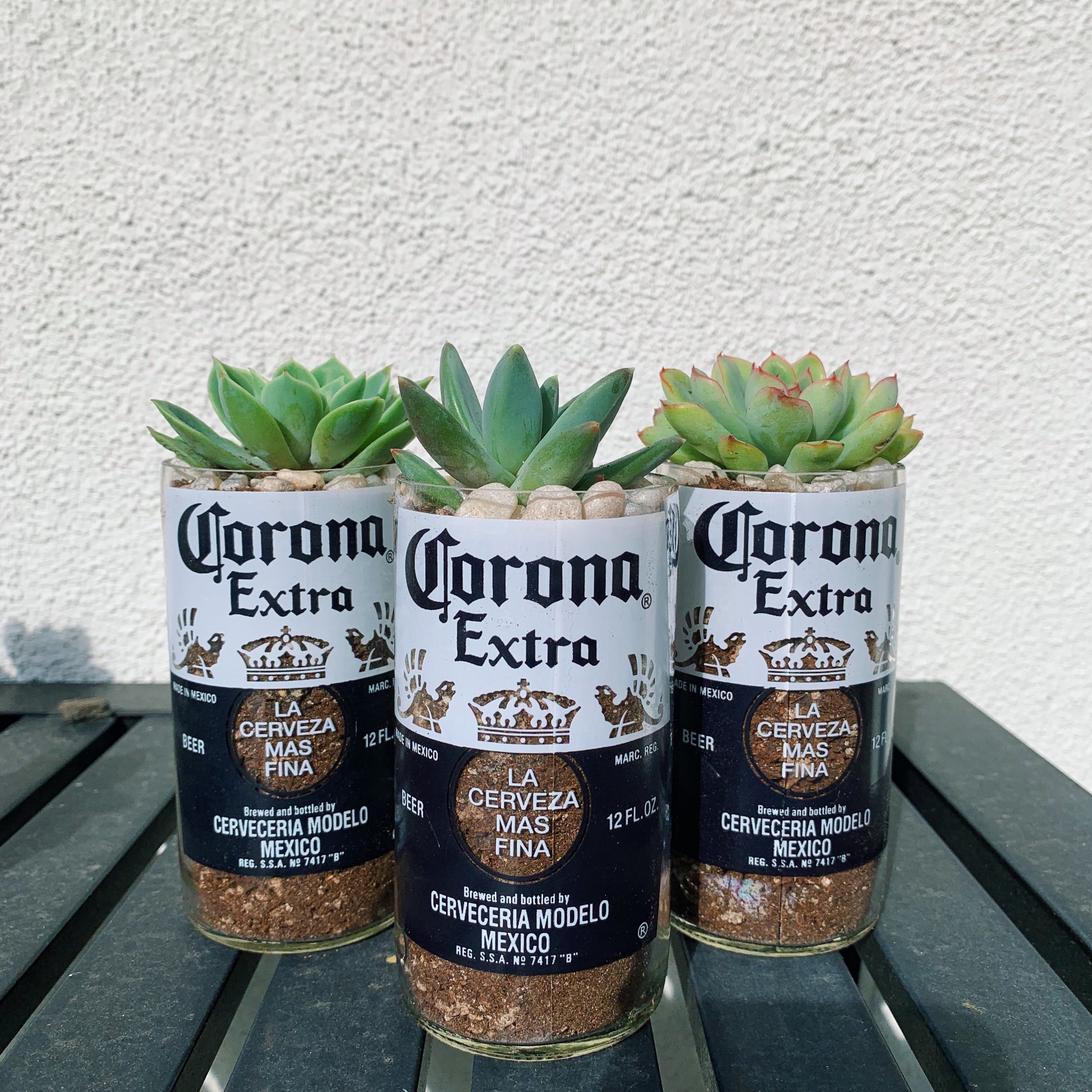 Corona Succulent