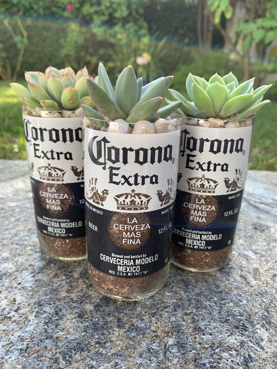 Thee Corona Succulents