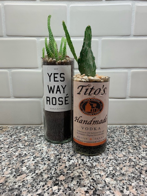 Succulents on a kitchen table