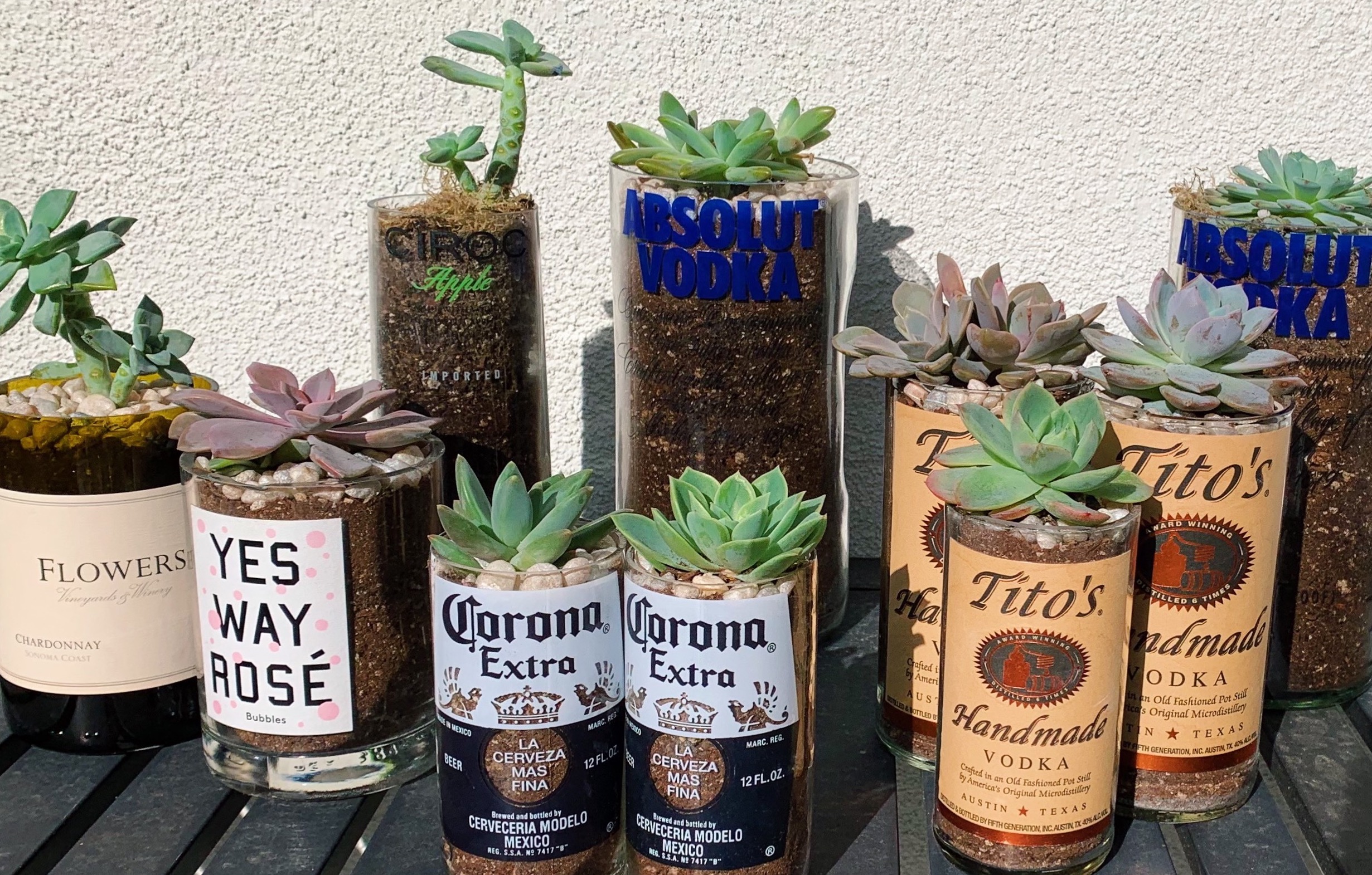 Family of Saucy Succulents