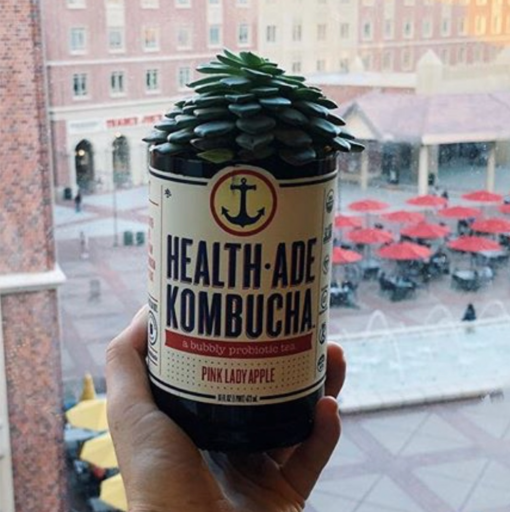 Kombucha bottle Succulent