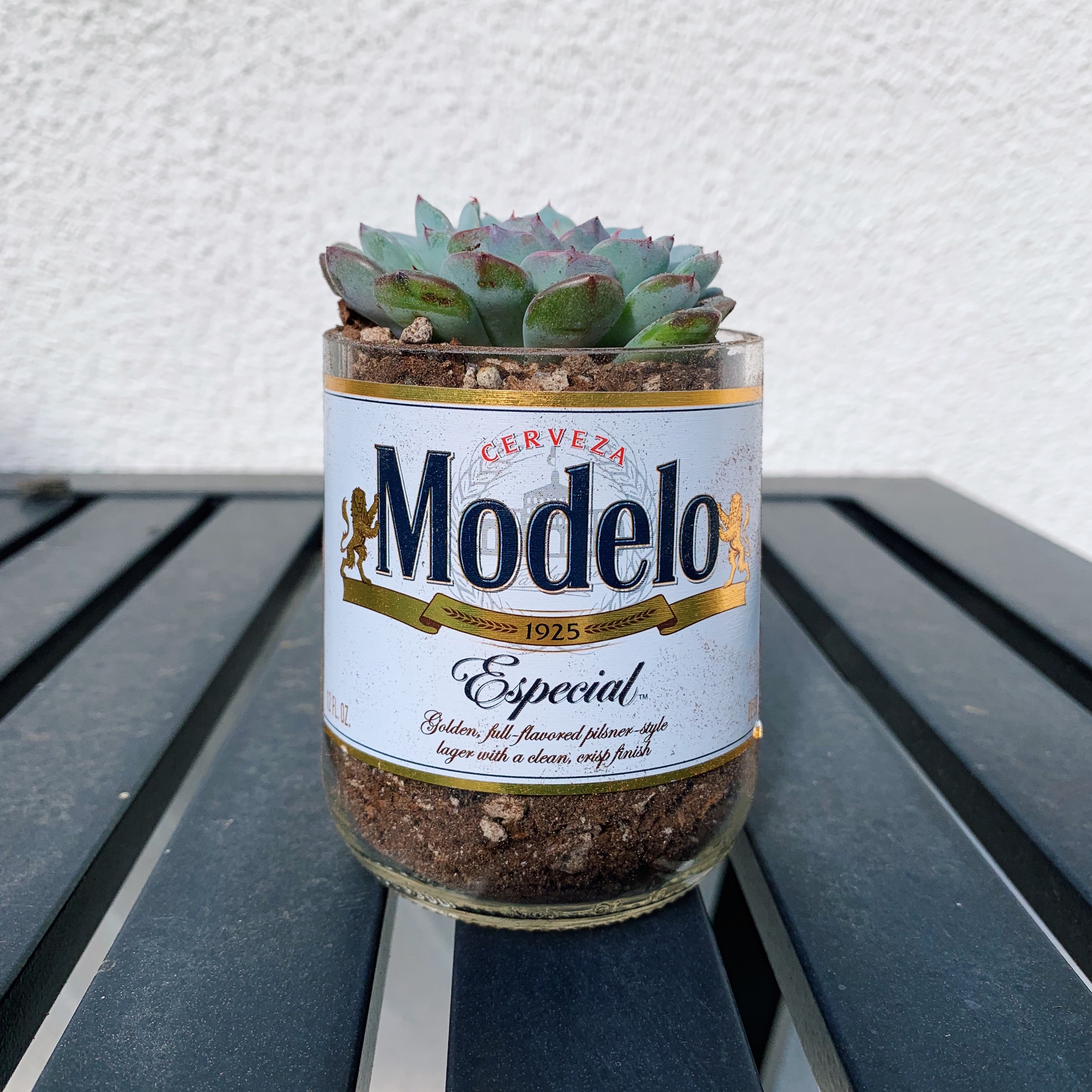 Modelo Succulent