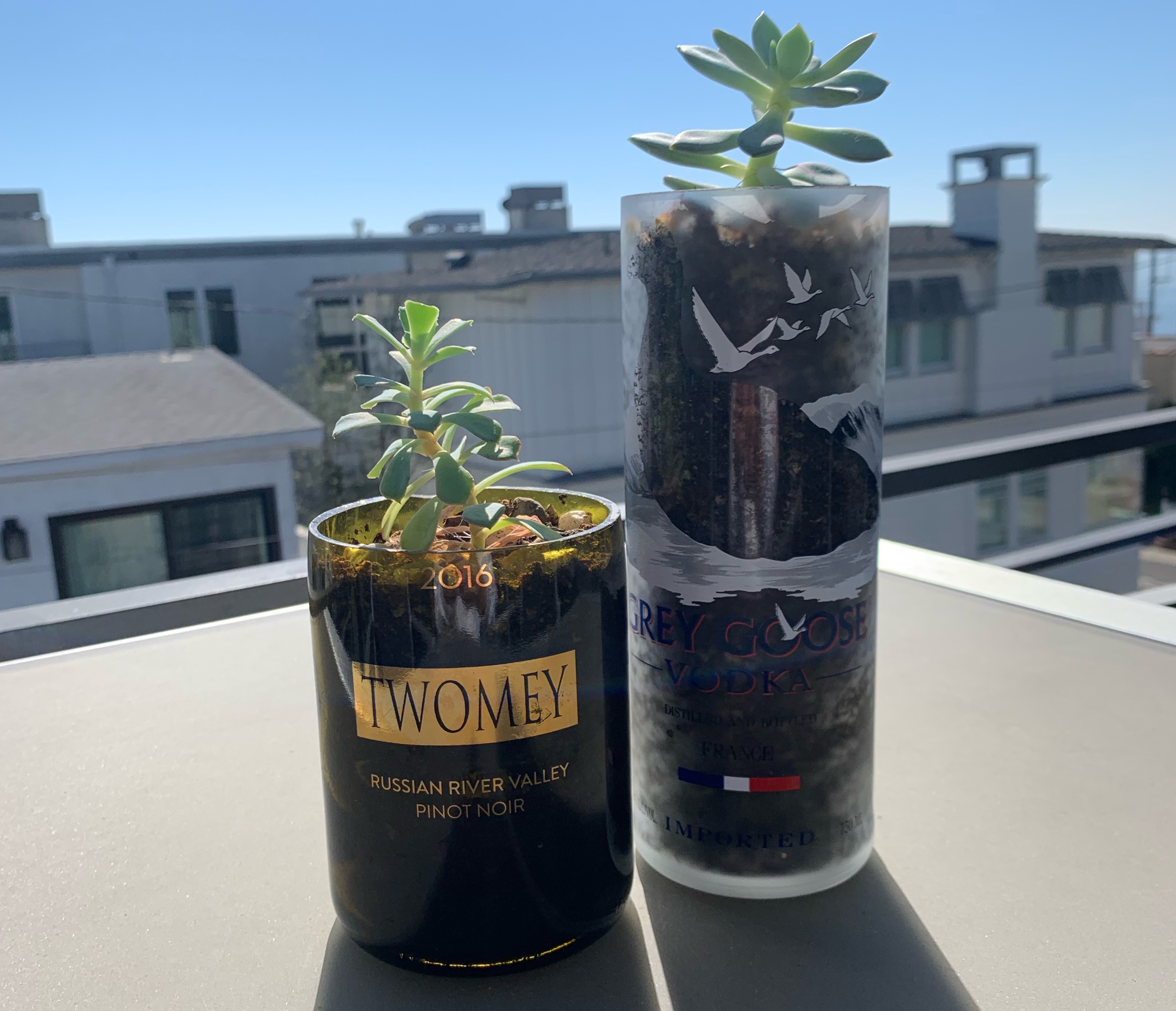 Succulents on a table outside