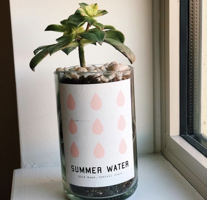 Summer Water Wine Succulent