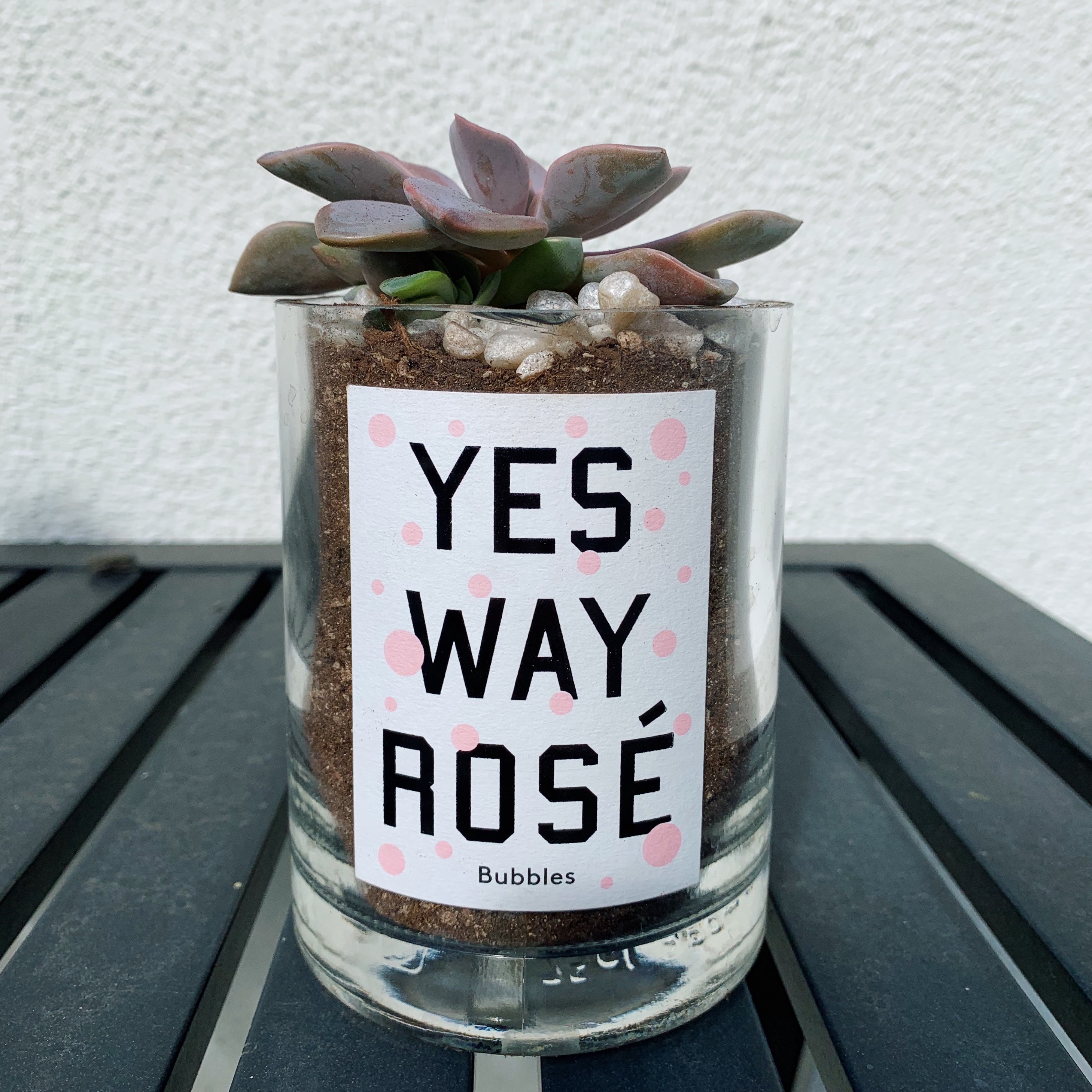 Yes Way Rose Wine Succulent